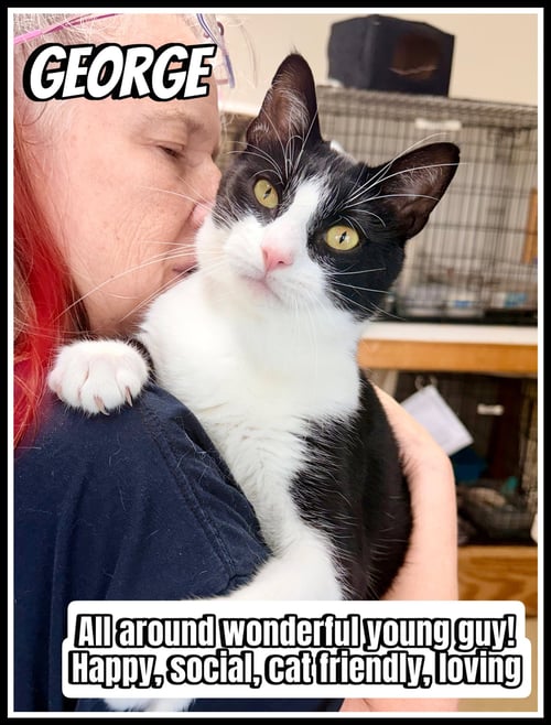 GEORGE, WILLOW GROVE, PA (FCID#03/13/2026 - 102) - Tuxedo available for adoption