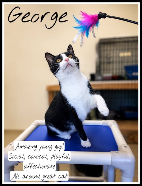 GEORGE, WILLOW GROVE, PA (FCID#03/13/2026 - 102) - Tuxedo available for adoption