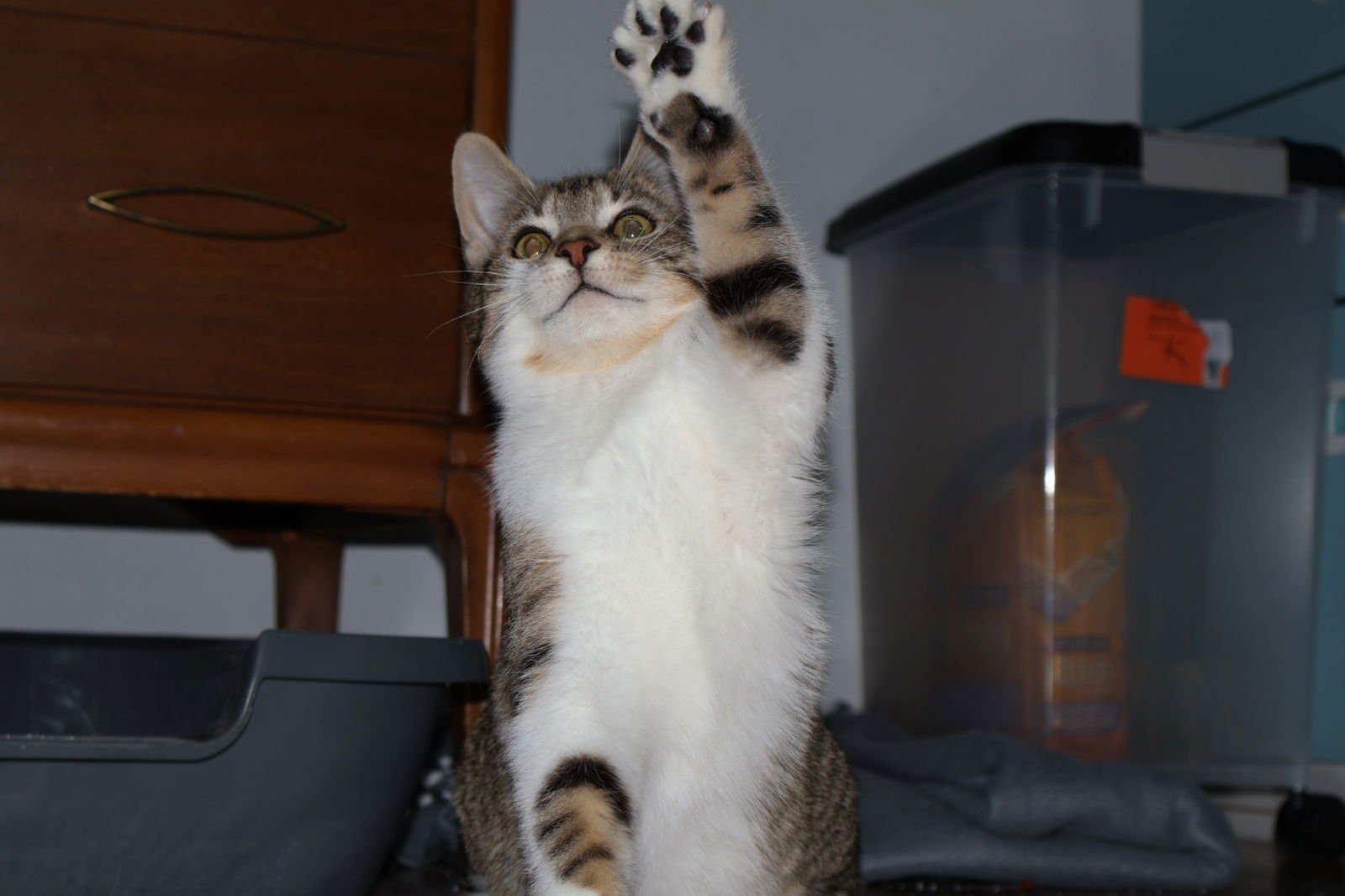 PRETZEL, WILLOW GROVE PS, (FCID 12/09/2025-101) - Domestic Short Hair available for adoption