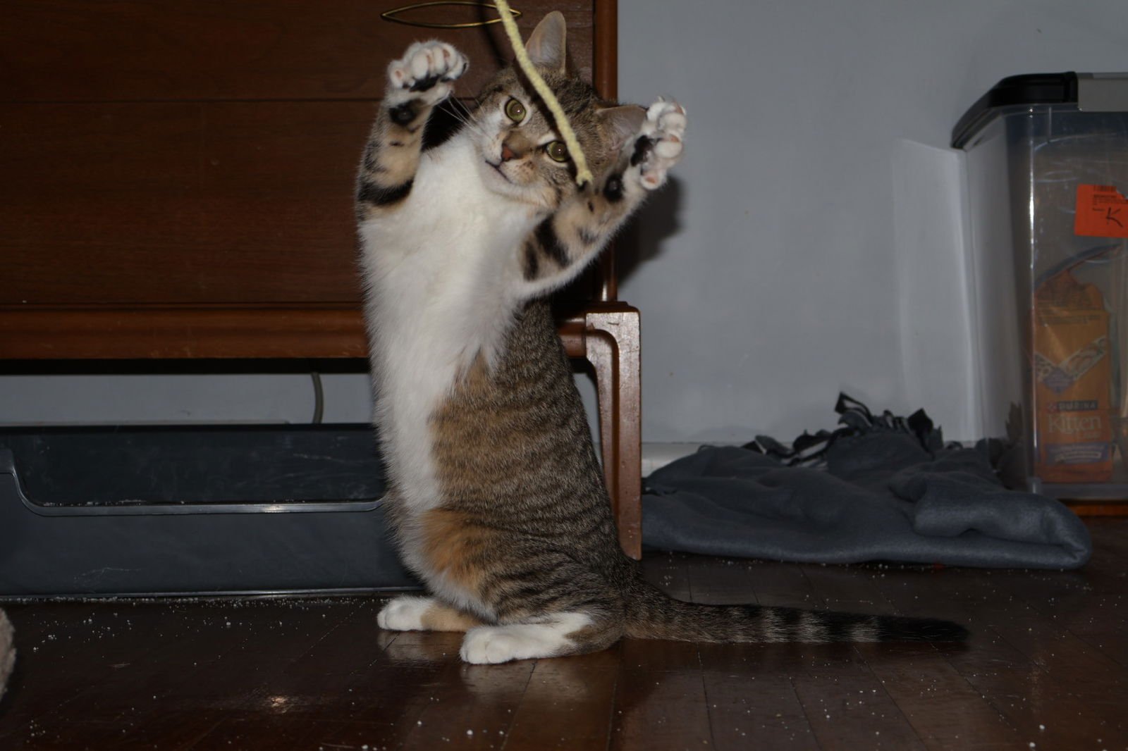 Pretzel, Willow Grove PS, (FCID 12/09/2025-101) - Photo 3