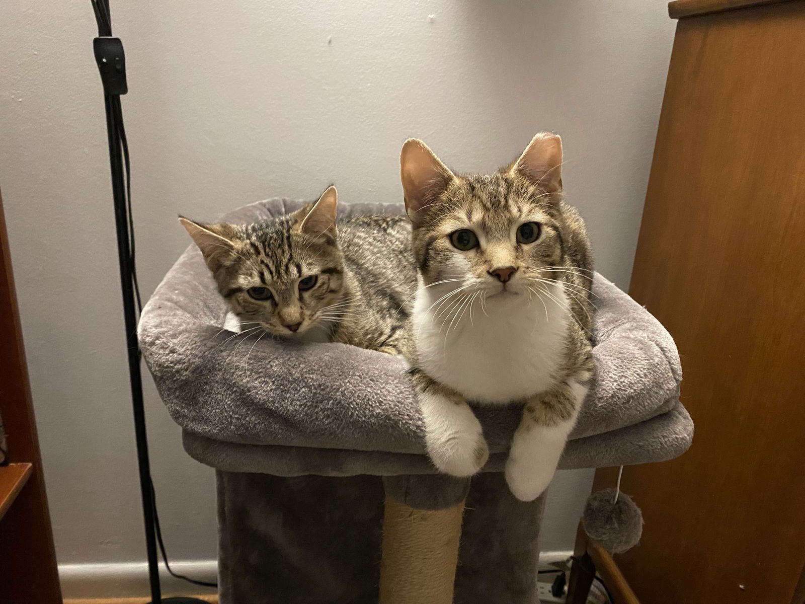 Pretzel, Willow Grove PS, (FCID 12/09/2025-101) - Photo 4