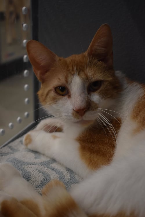 AUGUST (FCID# 12/29/2025 - 84 MIDDLETOWN PS) - Tabby available for adoption