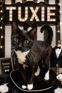 Tuxie (FCID# 05/11/2026 - 64 Brandywine PS) - Photo 1