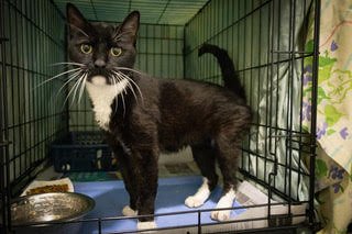 TUXIE (FCID# 05/11/2026 - 64 BRANDYWINE PS) - Tuxedo available for adoption