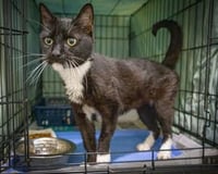 Tuxie (FCID# 05/11/2026 - 64 Brandywine PS) - Photo 3