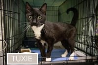 Tuxie (FCID# 05/11/2026 - 64 Brandywine PS) - Photo 4