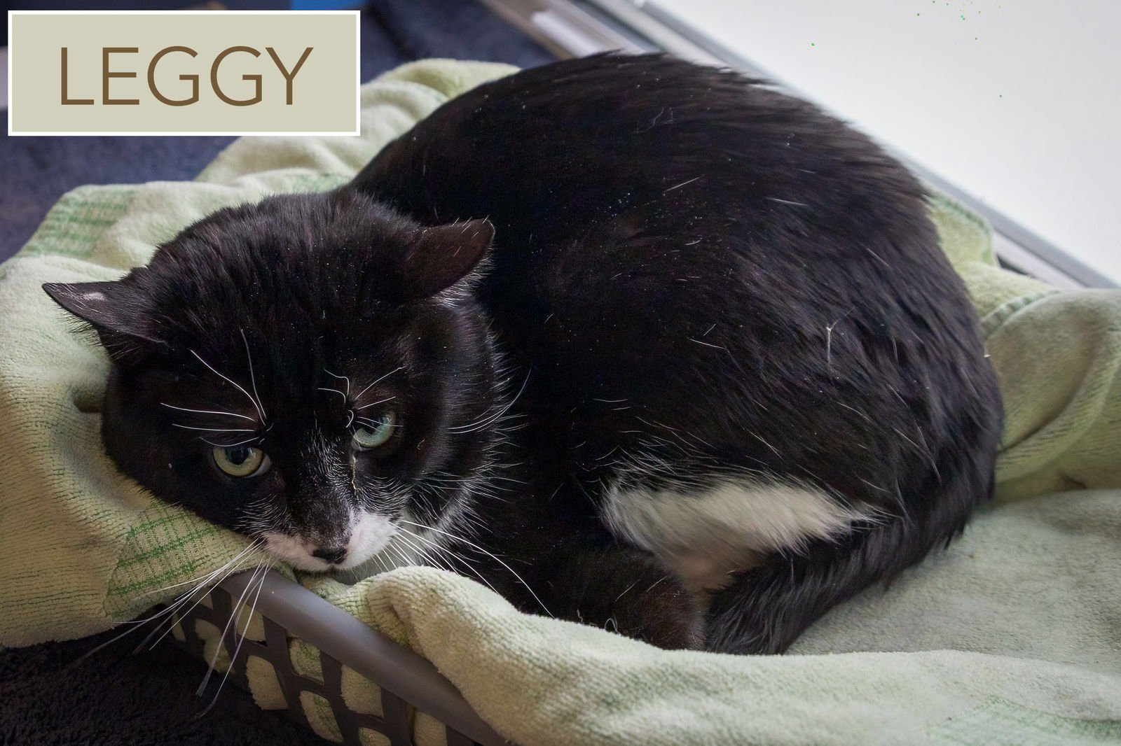 LEGGY (FCID# 01/07/2026 - 14 TRAINER) - Tuxedo / Domestic Short Hair available for adoption
