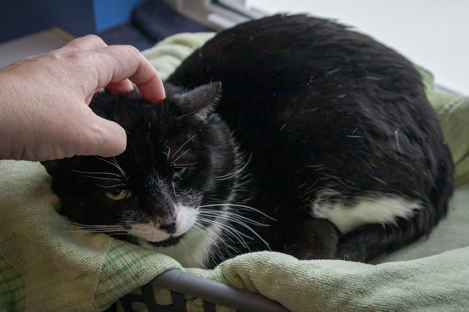 LEGGY (FCID# 01/07/2026 - 14 TRAINER) - Tuxedo / Domestic Short Hair available for adoption