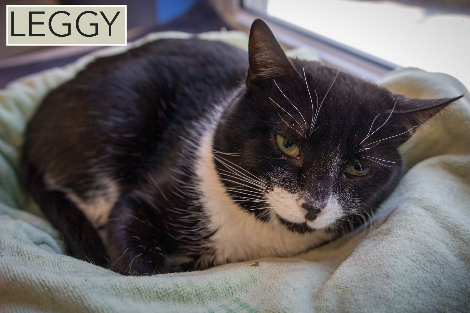 Leggy (FCID# 01/07/2026 - 14 Trainer) - Photo 3