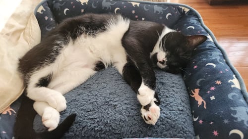LEGGY (FCID# 01/07/2026 - 14 GLEN MILLS FOSTER) C - Tuxedo / Domestic Short Hair available for adoption