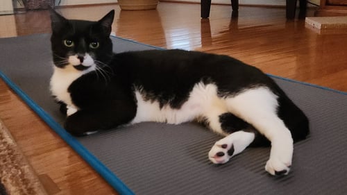 LEGGY (FCID# 01/07/2026 - 14 GLEN MILLS FOSTER) C - Tuxedo / Domestic Short Hair available for adoption