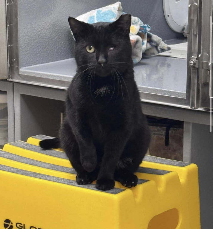 Samson (FCID# 02/10/2026 - 83 Middletown PS) Image