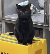 Samson (FCID# 02/10/2026 - 83 Middletown PS) - Photo 1