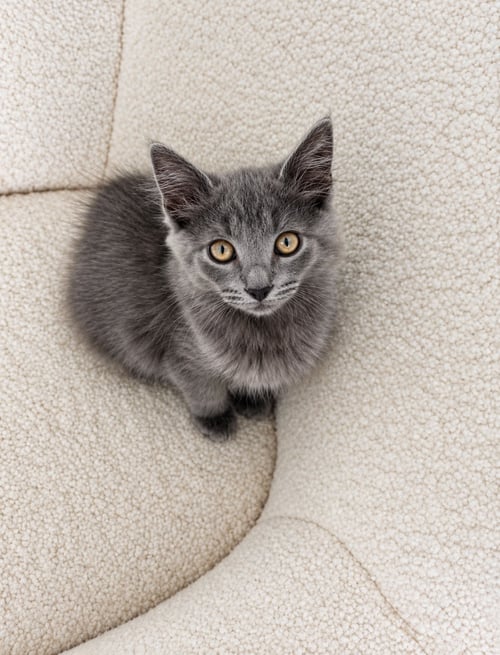 TEDDY, WILLOW GROVE AREA, (FCID 7/29/2026-155) - Domestic Short Hair available for adoption