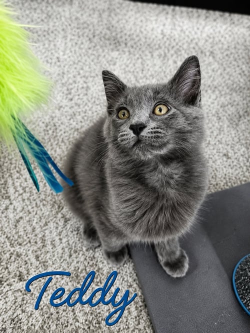 TEDDY, WILLOW GROVE AREA, (FCID 7/29/2026-155) - Domestic Short Hair available for adoption