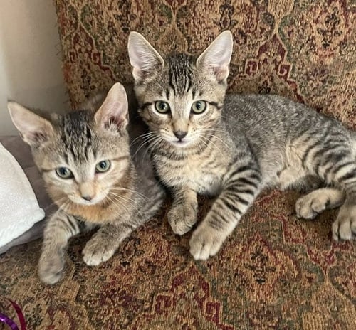 MARIE (FCID# 07/27/2026 - 84 BROOKHAVEN PS) C - Tabby available for adoption