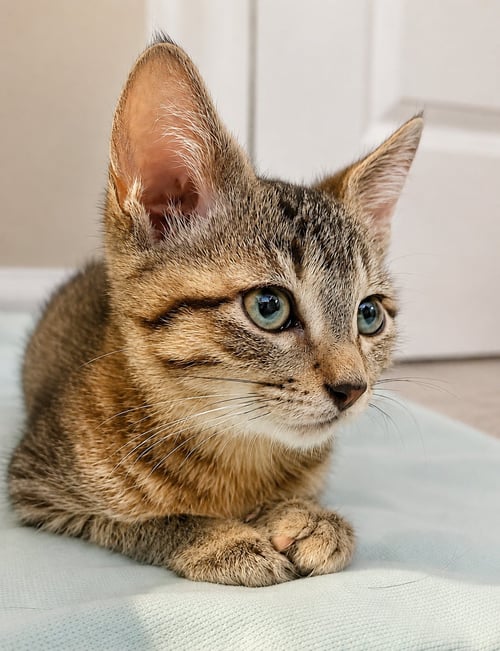 MARIE (FCID# 07/27/2026 - 84 BROOKHAVEN PS) C - Tabby available for adoption