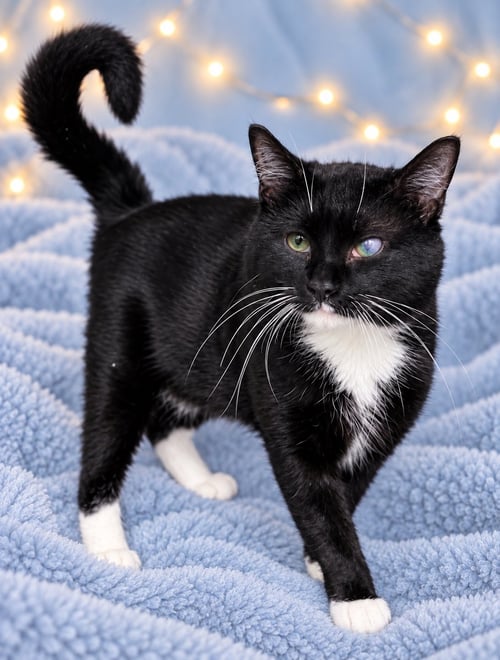 ODYSSEUS (FCID# 07/17/2026 - 168) WILLOW GROVE - Tuxedo available for adoption