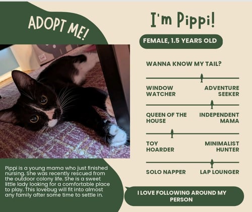 PIPPI, WILLOW GROVE PS, (FCID 05/05/2026-125) - Domestic Short Hair available for adoption