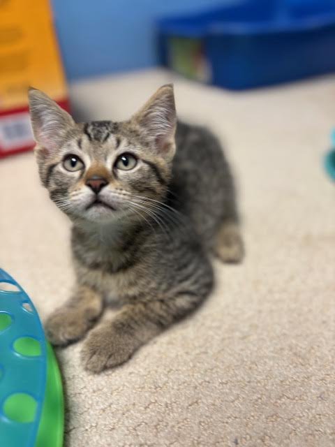 PLUM, WILLOW GROVE AREA, (FCID 07/01/2026-151) - Domestic Short Hair available for adoption