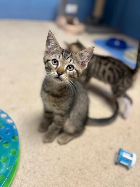 PLUM, WILLOW GROVE AREA, (FCID 07/01/2026-151) - Domestic Short Hair available for adoption