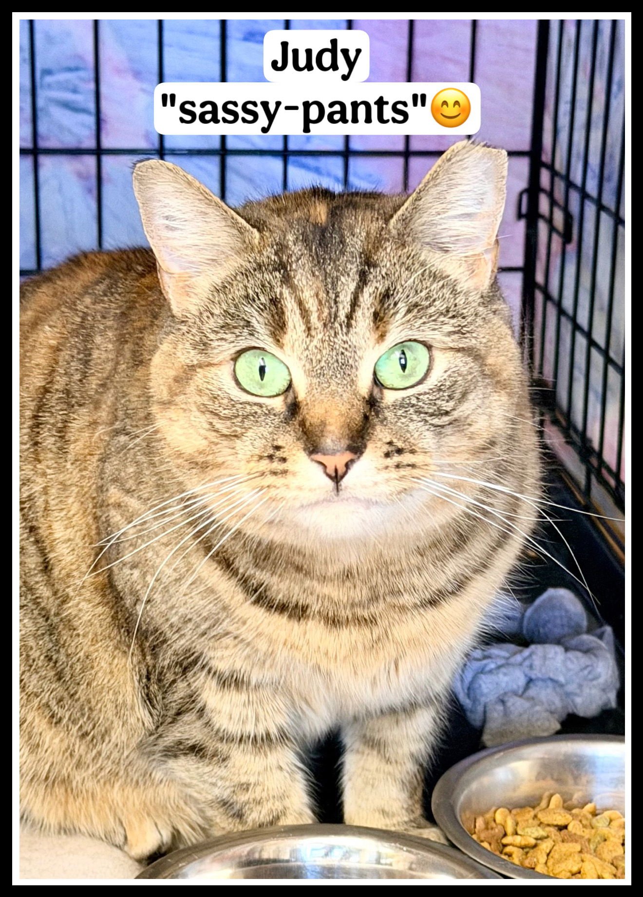 JUDY (FCID# 1/6/2026-406) WILLOW GROVE - Tabby available for adoption