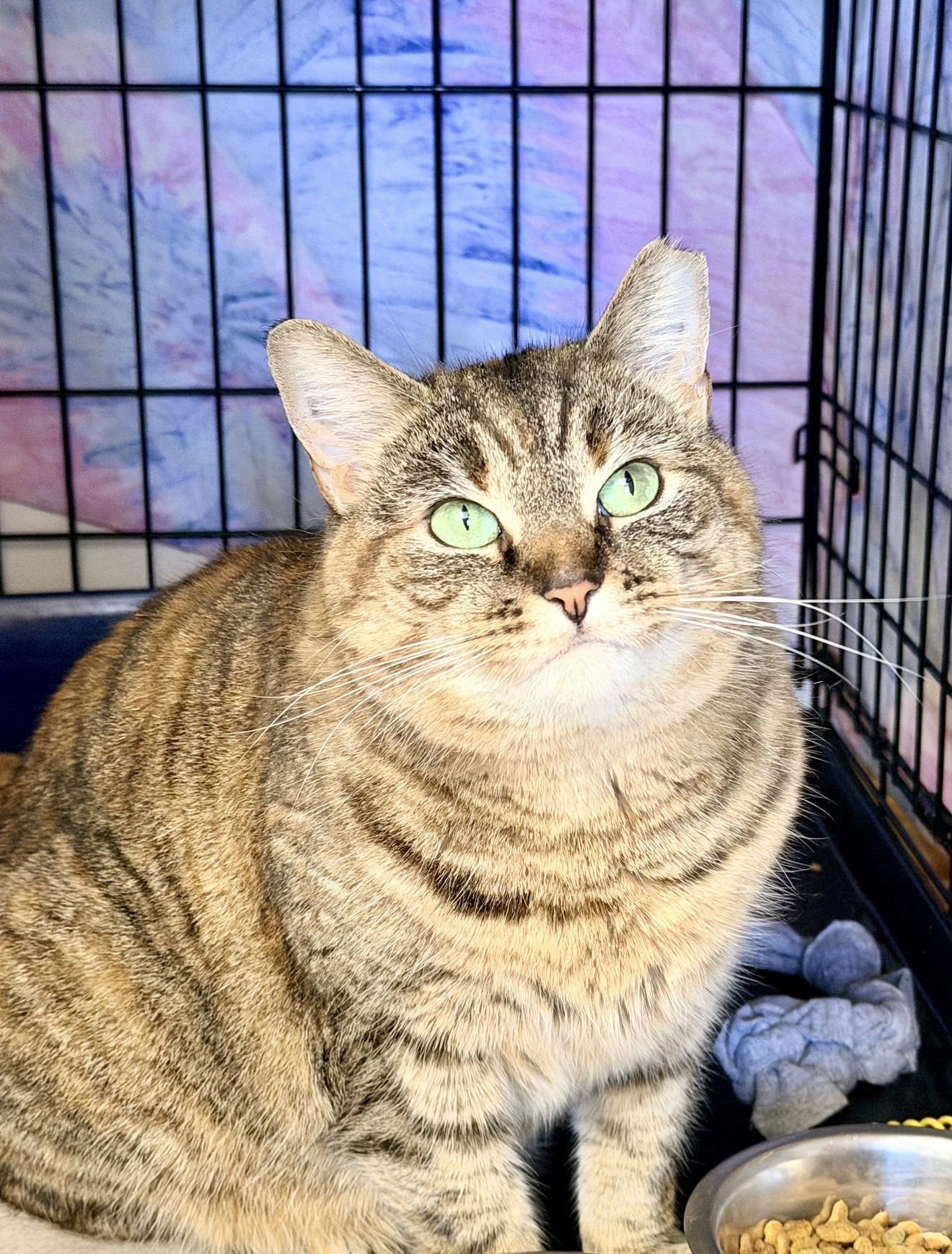 JUDY (FCID# 1/6/2026-406) WILLOW GROVE - Tabby available for adoption
