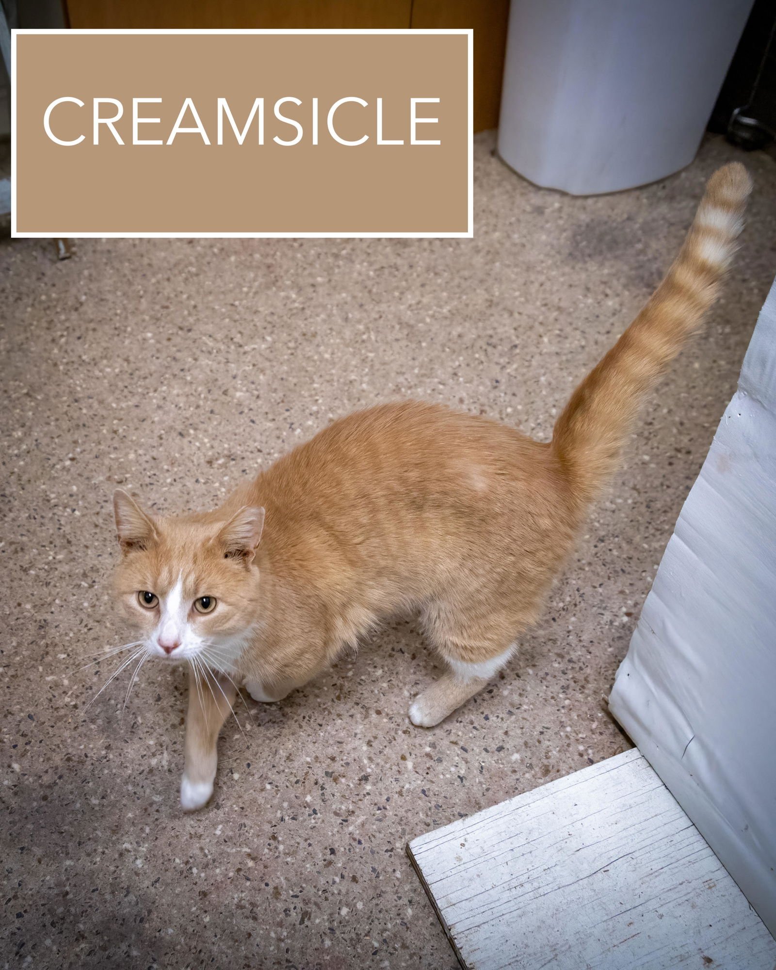 CREAMSICLE (FCID# 03/05/2026 - 65 MILLSBORO PS) C - Tabby / Tuxedo available for adoption