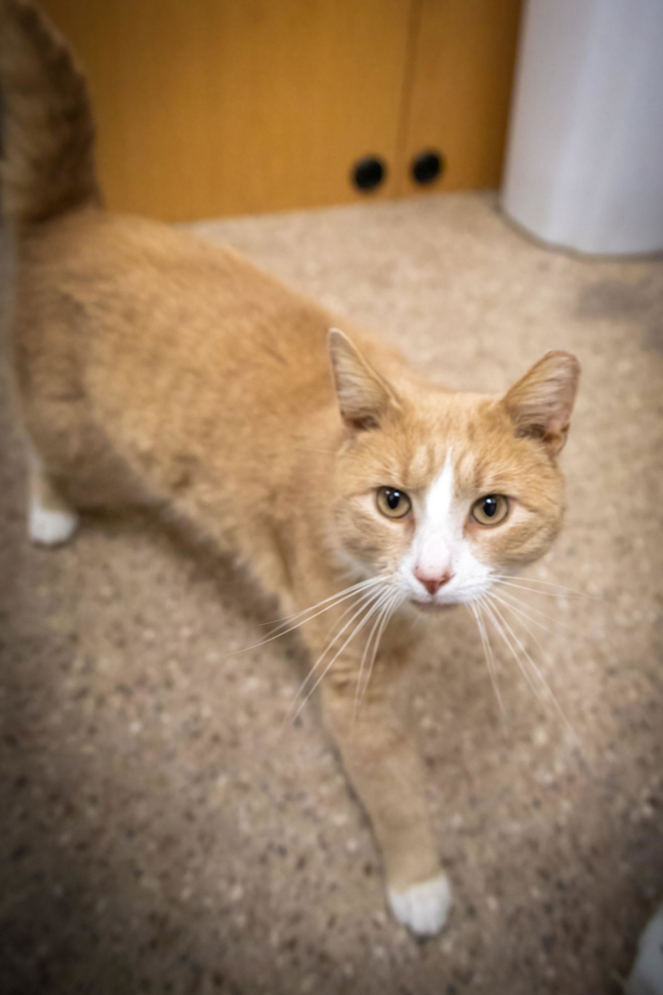CREAMSICLE (FCID# 03/05/2026 - 65 MILLSBORO PS) C - Tabby / Tuxedo available for adoption