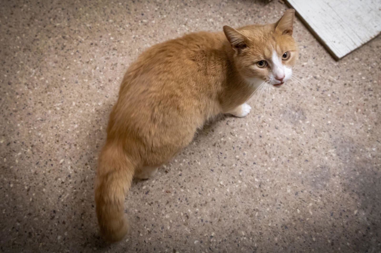 Creamsicle (FCID# 03/05/2026 - 65 Millsboro PS) C - Photo 4