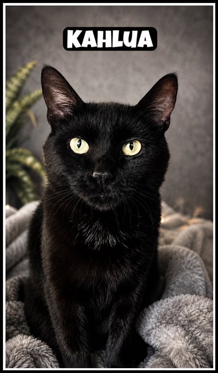 Kahlua (FCID# 04/14/2026 - 105) Willow Grove Image