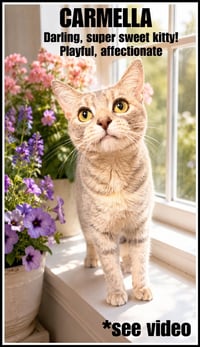 Carmela (FCID# 05/12/2026 - 105) Willow Grove - Photo 1