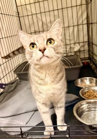 Carmela (FCID# 05/12/2026 - 105) Willow Grove - Photo 4