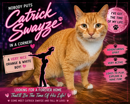 CATRICK SWAYZE (FCID# 06/02/2026 - 73 TRAINER) - Tabby / Tuxedo available for adoption