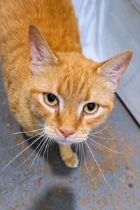 Catrick Swayze (FCID# 06/02/2026 - 73 Trainer) - Photo 3