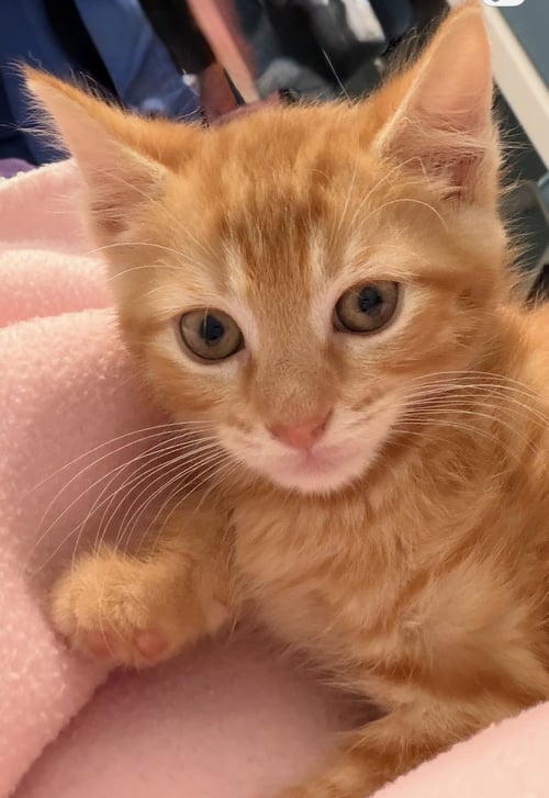 PUNKIN, WILLOW GROVE PS, (FCID 07/17/2026-159) - Tabby available for adoption