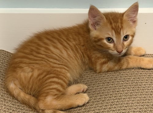 PUNKIN, WILLOW GROVE PS, (FCID 07/17/2026-159) - Tabby available for adoption