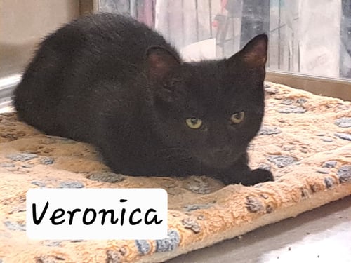VERONICA (FCID# 06/21/2026 - 38 BRANDYWINE PS) - Domestic Short Hair for adoption in Wilmington