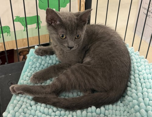 CHANEL (FCID# 07/07/2026 - 14 MIDDLETOWN PS) DC - Tabby available for adoption
