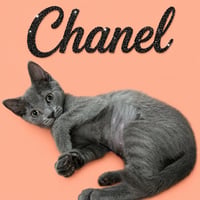 Chanel (FCID# 07/07/2026 - 14 Middletown PS) DC - Photo 3