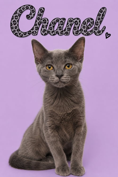 CHANEL (FCID# 07/07/2026 - 14 MIDDLETOWN PS) DC - Tabby available for adoption