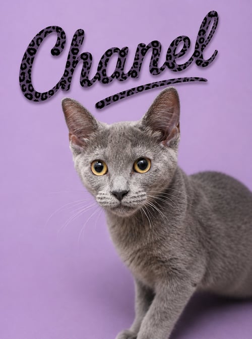 CHANEL (FCID# 07/07/2026 - 14 MIDDLETOWN PS) DC - Tabby available for adoption