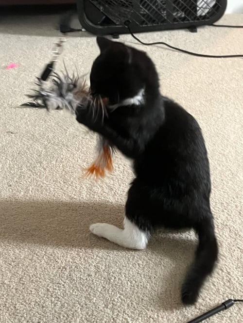 BELLA (FCID# 07/20/26-553 BROOKHAVEN FOSTER) KC - Tuxedo available for adoption