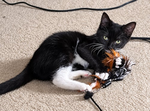 BELLA (FCID# 07/20/26-553 BROOKHAVEN FOSTER) KC - Tuxedo available for adoption