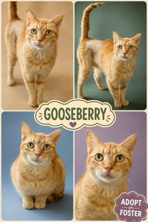 GOOSEBERRY (FCID# 07/15/2026 - 40 TRAINER) C - Tabby available for adoption