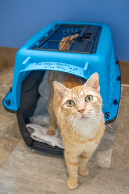 GOOSEBERRY (FCID# 07/15/2026 - 40 TRAINER) C - Tabby available for adoption