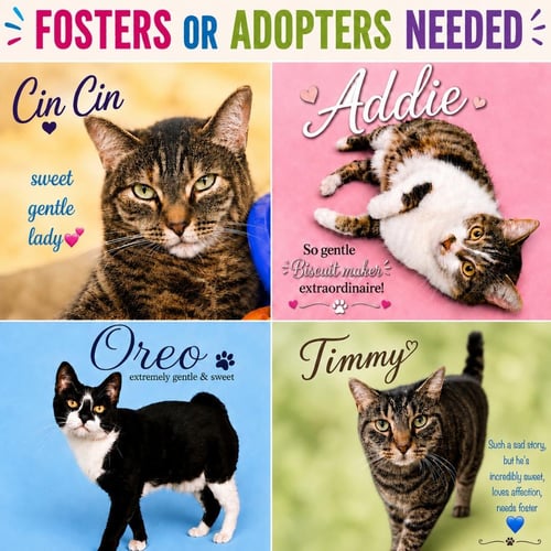 FOSTERS REQUESTED FOR MALE AND FEMALE ADULT CATS - Domestic Short Hair available for adoption