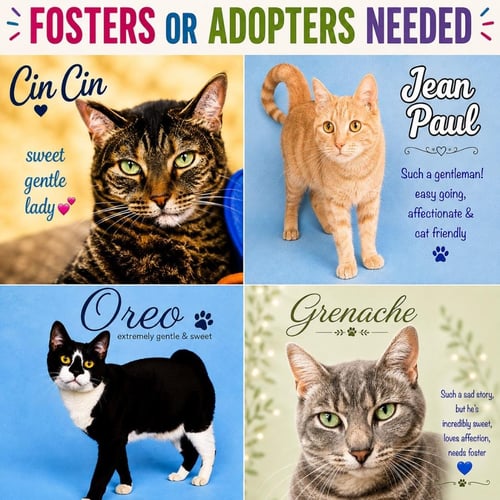 FOSTERS REQUESTED FOR MALE AND FEMALE ADULT CATS - Domestic Short Hair available for adoption