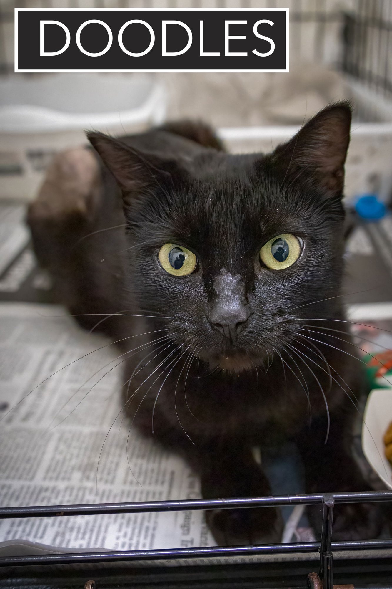 DOODLES (FCID# 02/16/2026 - 39 BRANDYWINE PS) - Domestic Short Hair available for adoption
