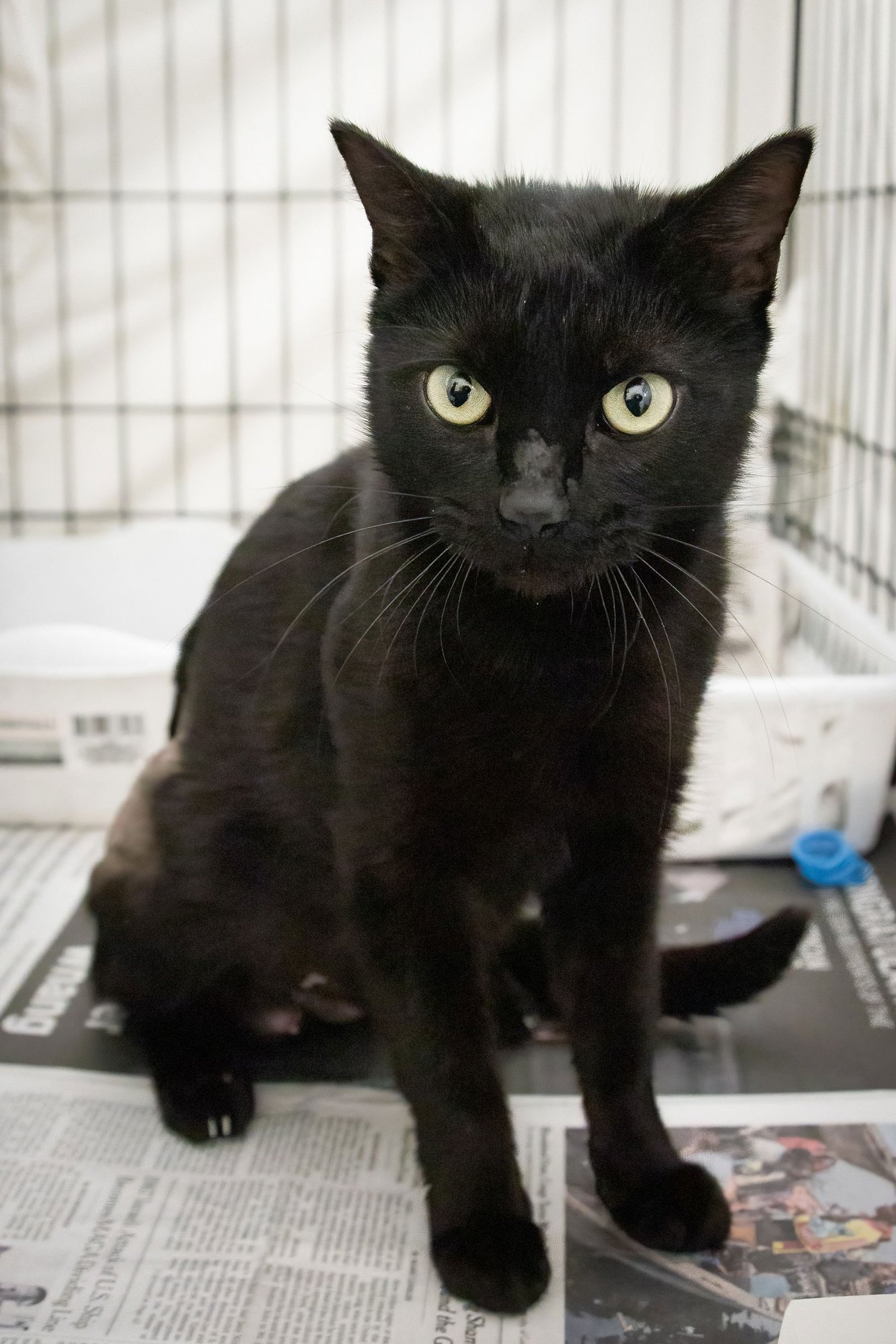 DOODLES (FCID# 02/16/2026 - 39 BRANDYWINE PS) - Domestic Short Hair available for adoption